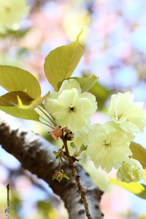 yellow Cherry blossom, "Ukon" Yellow Cherry Blossom, Plant Tree, Blossom Tree, Favorite Flowers, Cherry Blossom Tree, Trees To Plant, Cherry Blossom, Blossom, Cherry