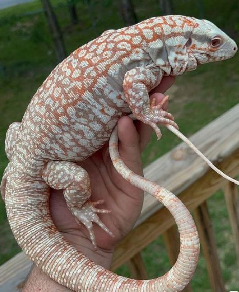 Tegu Lizard, Reptile Room, Cute Reptiles, Animal Study, Japanese Dragon, Reptiles Pet, Pretty Animals, Anime Animals, Cute Wild Animals