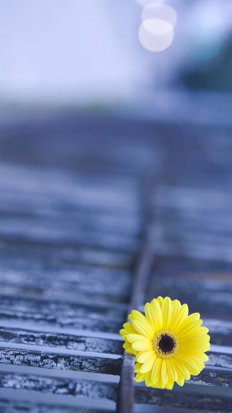 Yellow Gerbera  #iPhone #5s #Wallpaper | There has the lager inventory in ：http://www.ilikewallpaper.net/iphone-5-wallpaper/. Bio Wallpaper, Painting Aesthetics, Animation Painting, Animal Couple, 4k Phone Wallpapers, Phone Background Wallpaper, Happy Relationship, Iphone 5 Wallpaper, Garden Wallpaper