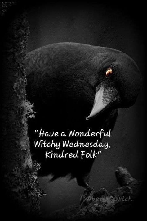 Wednesday Magick, Spelling Quotes, Witchy Wednesday, Raven Photography, Evening Quotes, Witch Pictures, Good Morning Wednesday, Tarot Magic, White Witch