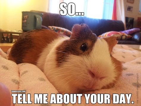 How was ur day huh huh tell me I'm bored🙃🙃🙃🙂🙂 Guinea Pigs Funny, Pig Pictures, Baby Guinea Pigs, Pig Stuff, Pet Guinea Pigs, Guinea Pig Care, Cute Guinea Pigs, Guinea Pig Cage, Sweet Animals