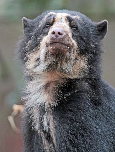 Andean Bear, Black Bears Art, Spectacled Bear, Antwerp Belgium, Bear Pictures, Creature Feature, Bear Art, The Zoo, Animals Of The World