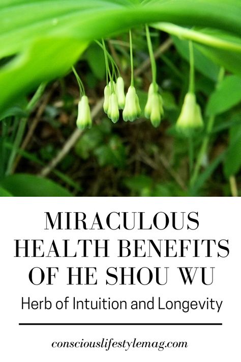 He Shou Wu Benefits, Fo Ti Benefits, Eleuthero Benefits, He Shou Wu, Conscious Lifestyle, Plant Medicine, Lost My Job, Organic Living, Body Pain