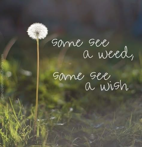 Perspective and positive mental attitude make all the difference in the world. Best Funny Quotes Ever, Funniest Quotes Ever, A Dandelion, Garden Quotes, Flower Quotes, Fun Quotes Funny, A Quote, The Words, Great Quotes