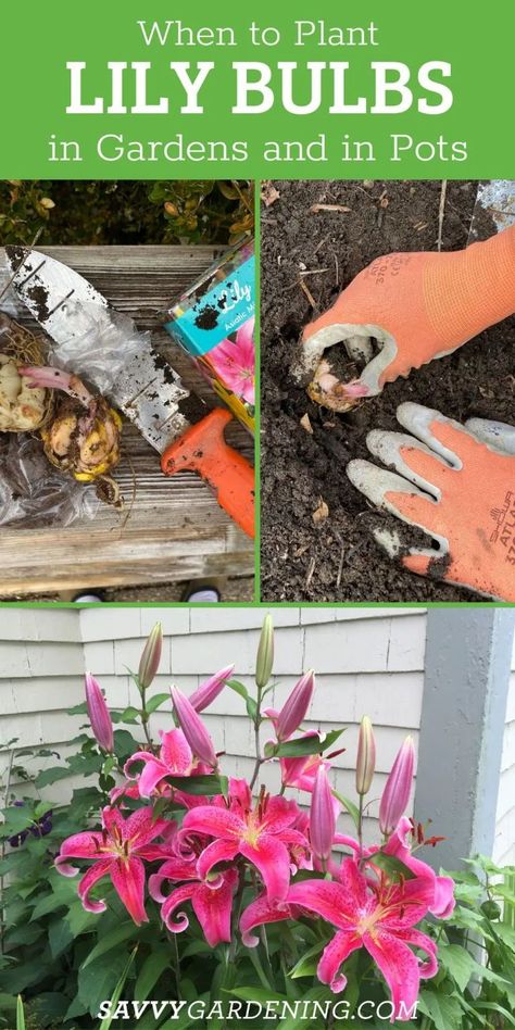 When to plant lily bulbs in gardens and in pots for the best seasonal blooms. lilies are a special and popular flower. Lily bulbs are hardy perennials that can be grown in the garden or in a container. Learn all about the different types of lilies and how to get started planting your flower garden here. Planting Lily Bulbs, Lilies In Garden, Planting Bulbs In Pots, Lily Garden Ideas Flower Beds, Planting Lilies, Lilly Garden Ideas, Lily Garden Ideas, Growing Lillies, Canna Lilly