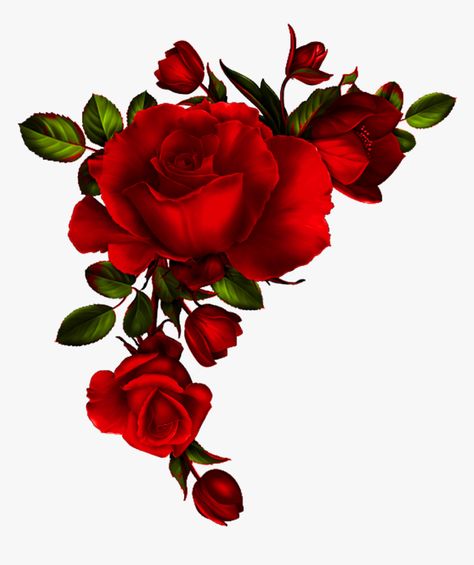 Red Roses Png, Red Rose Png, Rose Flower Png, Material Background, Roses Png, Beautiful Butterfly Photography, Rosé Png, Paper Flower Art, Red Rose Petals