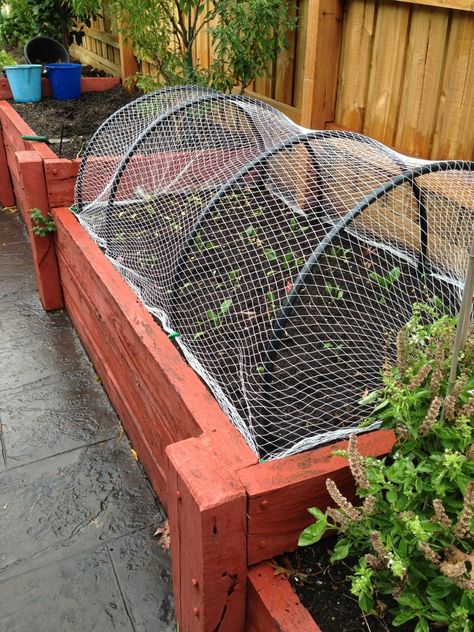 Hardware Hack | It's So Khay Squirrel Proof Garden, Cabbage Moth, Gardening Tips And Tricks, Garden Netting, Building A Raised Garden, Friends House, Vegetable Garden Diy, Diy Raised Garden, Raised Garden Beds Diy