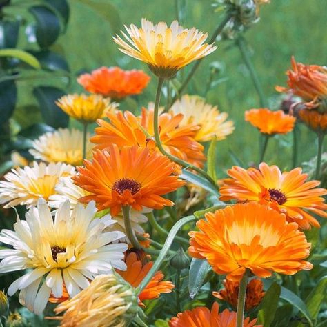 Addicted To Gardening | Calendula | Facebook Garden Core, Pot Marigold, Yellow And Orange Flowers, Farm Flowers, American Meadows, Calendula Officinalis, Deer Resistant Plants, Front Garden Design, Calendula Flower