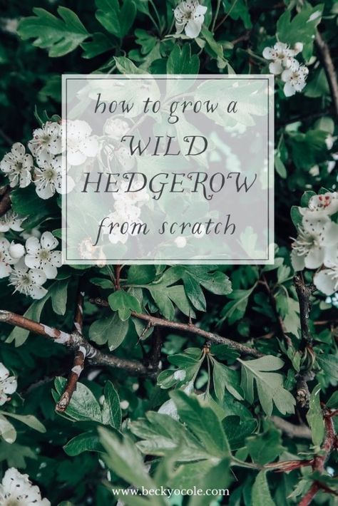 How to Plant a Wild Native Hedgerow - Becky O Cole | Foraging, Herbalism, Natural Skincare, Slow Living, Homesteading Box Hedge, Guelder Rose, Daydream Believer, Box Hedging, Witchcraft For Beginners, Starting A Garden, Herbal Magic, Little Garden, Small Trees