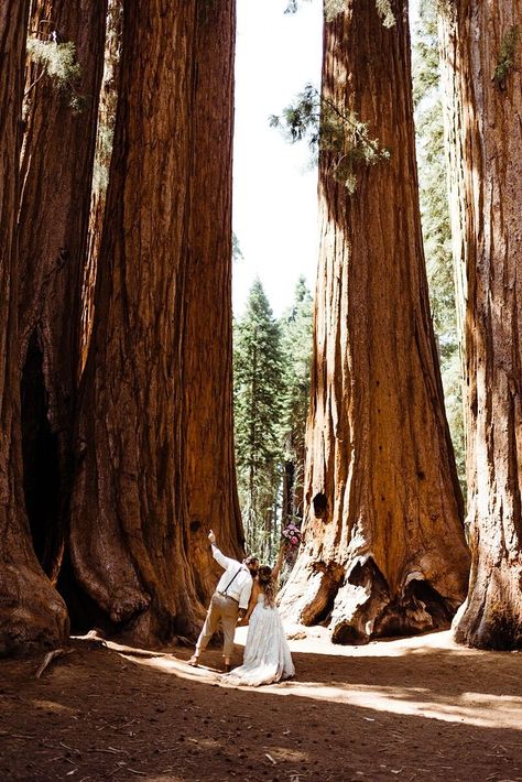 Giant Sequoia Trees, Redwood Wedding, Sequoia Tree, Redwood National Park, National Park Elopement, Wedding Picture Poses, Park Elopement, National Park Wedding, Sequoia National Park