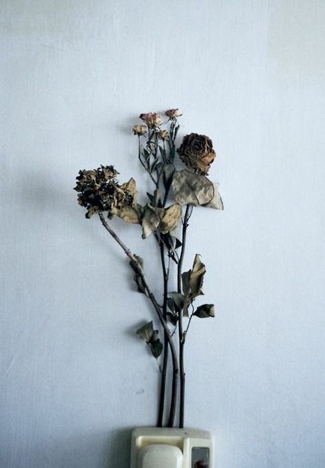 Dead flowers are so beautiful to me Wilted Flowers, Dead Flowers, Yennefer Of Vengerberg, Water Me, Natural Forms, Still Life Photography, Wabi Sabi, Art Classes, Flower Power