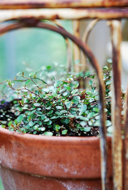 Wire Vine Wire Vine Plant, Plant Theatre, Wire Vine, Plant Vines, Instagram Places, Ground Covers, Garden Fun, Green Things, Shady Lady