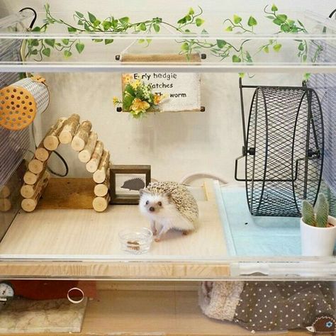 ♡☆ My Beautiful Hedgie House ☆♡ Hedgehog Pet Cage, Hedgehog Care, Hedgehog Cage, Pygmy Hedgehog, Hedgehog House, Hedgehog Pet, Baby Hedgehog, Animal Room, Chinchillas