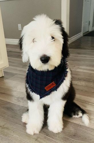 Old English Sheepdog Puppy Dog Lover Doggie Waffles, English Sheepdog Puppy, Old English Sheepdog Puppy, Sheepdog Puppy, Sheepadoodle Puppy, Sheep Dog, Puppies And Kitties, English Sheepdog, Old English Sheepdog