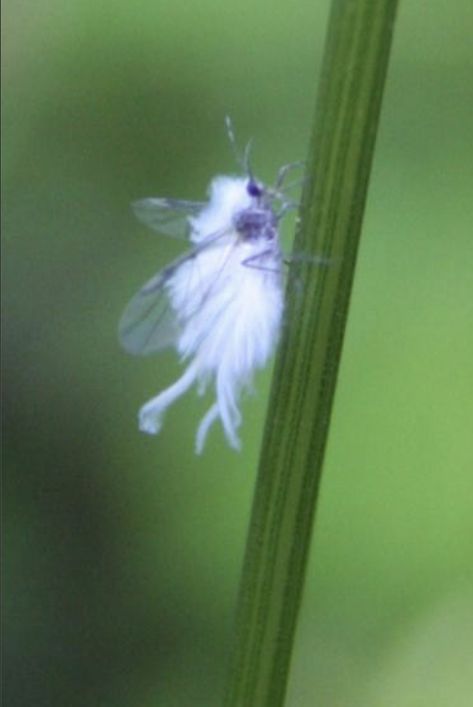 Fuzzy aphid or fuzzy white fly...teeny tiny fairy looking insect Fairies Flying, Tiny Fairy, Crop Protection, White Flies, Animation Art Sketches, Climbing Plants, Spiders, Beautiful Creatures, Natural World