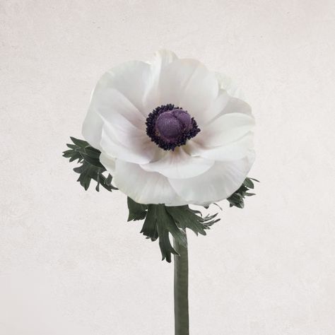 We are introducing the latest addition to our floral family: Anemone Mistral Panda! Swipe through to discover the stunning beauty of these unique blooms.

Our Anemone Mistral Panda captivates with its striking contrast of pure white petals and deep, dark centers, creating a visual feast that is both timeless and modern. 

Bud size: Medium
Vase life: Medium
Serie: Mistral
Stem Length: 30 – 50cm White Petals, 2024 Wedding, The Arrival, Anemone, Pure White, Floral Designs, Wedding Season, Blossom, Roses