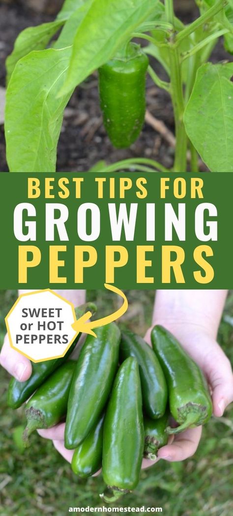 How To Grow Green Peppers, Growing Green Peppers, Grow Bell Peppers, Growing Hot Pepper, Bell Pepper Plant, Growing Green Beans, Growing Bell Peppers, Homestead Gardening, Growing Vegetables In Pots