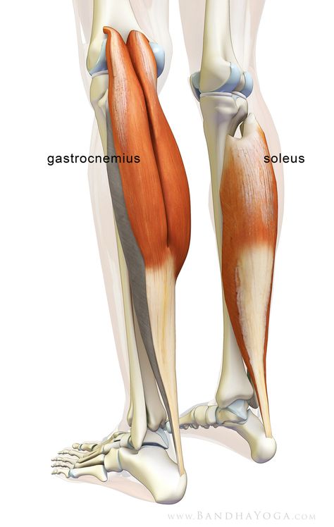 Medial Epicondyle, Fibula Bone, Tibia Bone, Soleus Muscle, Lower Leg Muscles, Leg Anatomy, Human Muscle Anatomy, Achilles Tendon, Yoga Anatomy