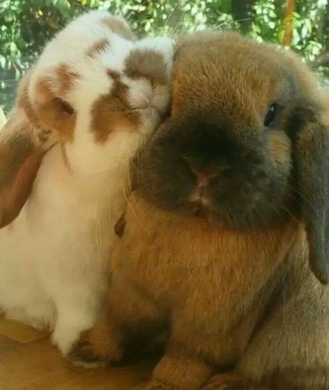 Bunnies Fluffy Bunnies, Two Rabbits, Bunny Lady, Bunny Care, Holland Lop, Join The Club, Pet Bunny, Bunny Pictures