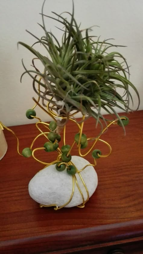 Air Plant Gift Ideas, Air Plant Terrarium Ideas, Tillandsia Ideas, Air Plant Display Ideas, Air Plant Art, Tillandsia Display, Air Plants Diy, Air Plant Garden, Plant Display Ideas