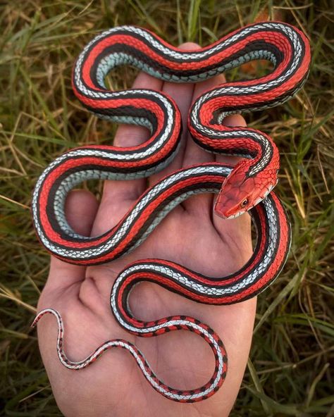 San Francisco Garter Snake, Snake Reference, Scary Snakes, Pet Snakes, Cute Snakes, Bearded Dragon Cute, Garter Snake, Pretty Snakes, Amazing Animal Pictures