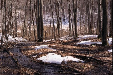 Early Spring snow melt, Gatineau Park ... Melting Snow Aesthetic, Snow Melting Aesthetic, Spring Widgets, Canada Lynx, Snow Melt, Melting Snow, Spring Snow, Cozy Minimalist, Snow Forest