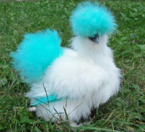 Dyed Silkies Dyed Silkie Chickens, Frizzle Chickens, Fluffy Chicken, Chicken Pictures, Fancy Chickens, Silkie Chickens, Beautiful Chickens, Chicken Painting, Raising Backyard Chickens