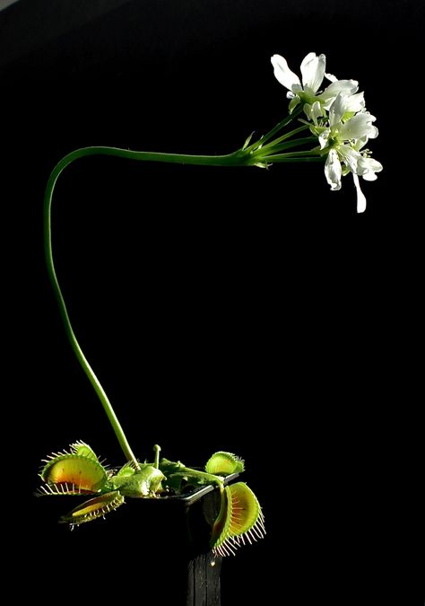 Venus Fly Trap Photography, Venus Flytrap Aesthetic, Venus Fly Trap Flower, Venus Flytrap Plant, Botanical House, Thesis Inspiration, Venus Flytrap, Weird Plants, Fly Trap