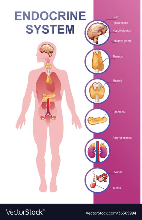 Human Endocrine System, Body Parts For Kids, Biology Projects, Pituitary Gland, Adrenal Glands, Thyroid Gland, Healthy Advice, Powerpoint Template Free, Endocrine System