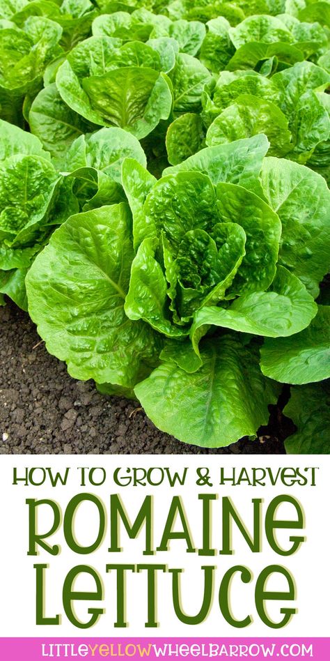 Harvesting Lettuce, Romaine Lettuce Growing, Lettuce Growing, How To Harvest Lettuce, Types Of Lettuce, Growing Lettuce, Backyard Vegetable Gardens, Organic Vegetable Garden, Meteor Garden 2018