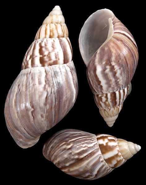 Japanese Land Snail Seashell Identification, Vertebrates And Invertebrates, Hermit Crab Shells, Zen Pictures, Harmony Art, Crab Shells, Aquatic Creatures, Habitat Destruction, Ceramics Art