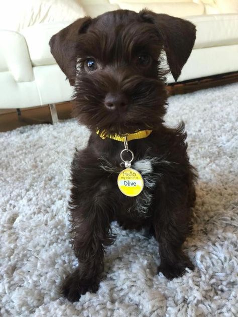 Brown Schnauzer, Schnauzers Funny, Schnauzer Breed, Mini Schnauzer Puppies, Schnauzer Puppies, Mini Schnauzers, Miniature Schnauzer Puppies, Schnauzer Puppy, Popular Dog Breeds