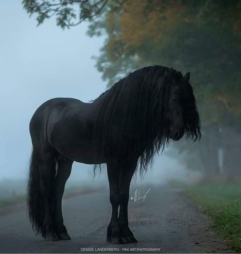 Friesian Stallion, Black Horses, Most Beautiful Horses, Friesian Horse, Majestic Horse, All The Pretty Horses, Draft Horses, Cute Horses, Horse Life