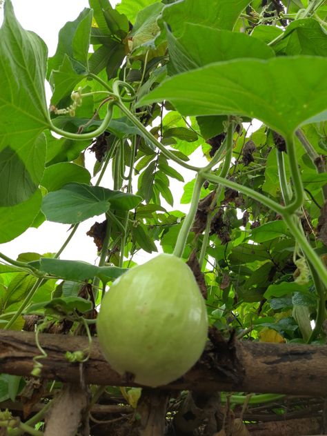 Calabash fruits have a variety of shapes: they can be huge and rounded, small and bottle-shaped, or slim and serpentine, and they can grow to be over a metre long. Rounder varieties are typically called calabash gourds. The gourd was one of the world's first cultivated plants grown not primarily for food, but for use as containers. The bottle gourd may have been carried from Asia to Africa, Europe, and the Americas in the course of human migration. Calabash Fruit, Bottle Gourd Recipe, Calabash Gourd, Human Migration, Bottle Gourd, Nature Design, Horticulture, Gourds, First World