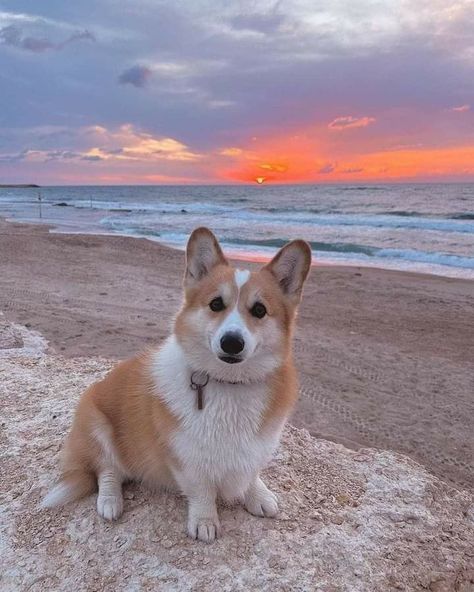 Corgi Wallpaper, Corgi Dog Breed, Images Of Dogs, Cute Corgi Puppy, Corgi Pictures, Corgi Puppies, Welsh Corgi Puppies, Corgi Dogs, Corgi Puppy