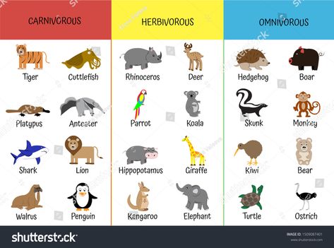 Carnivorous Animals For Kids, Herbivore Carnivore Omnivore Activities, Carnivores Animal, Omnivores Animals, Herbivores Animals, Animals Cartoon Images, Carnivore Animals, Animals Name List, Carnivores Herbivores Omnivores