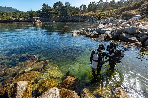 Diving at Whalers Cove Book Area, California State Parks, Kelp Forest, School Field Trip, Monterey California, Carmel By The Sea, Monterey Bay, Big Adventure, California State