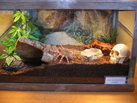 Tarantula Terrarium, Tarantula Habitat, Radiated Tortoise, Tarantula Enclosure, Tortoise Food, Small Terrarium, Pet Spider, Poisonous Plants, Pet Cage