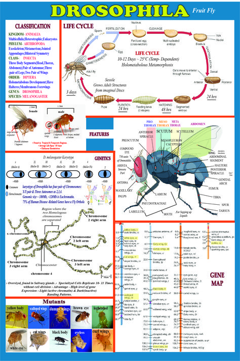 Drosophila Melanogaster, Study Stuff, Human Body Anatomy, Kingdom Animalia, Medical School Essentials, Cell Biology, Fruit Flies, Body Anatomy, School Tips