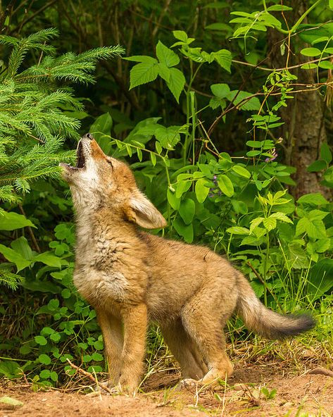 Coyote (Canis latrans) / Coyote / Image by Delimont, Danita from imageprofessionals.com Coyote Aesthetic, Coyote Pack, Coyote Therian, Coyote Art, Desert Coyote, Coyote Pup, Maned Wolf, Therian Stuff, Ozark Mountains