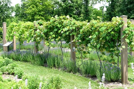 Powell Gardens' Blog: June 2011 Backyard Vineyard, Grape Vine Trellis, Powell Gardens, Grape Growing, Grape Arbor, Grape Trellis, Grape Plant, Vine Trellis, Garden Vines