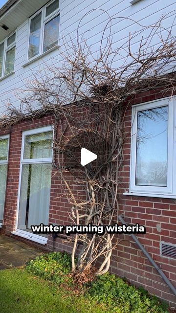 Michael Cooper on Instagram: "Wisteria Winter Prune. Maybe the most important prune! 

This winter prune really gets the stage set for a wisteria. It’s where you can really harness the shape and help guide it where you want it to go.

#gardening #horticulture #wisteria #winterprune #pruning #estategardening" Wisteria Front Of House, Growing Wisteria In A Pot, Wisteria Garden Ideas, Wisteria On Trellis, Wisteria On Fence, Wisteria Porch, Wisteria Trellis Ideas, Wisteria On House, Wisteria Ideas