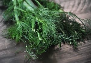 What Is Fennel, and How Do I Use It? — Good Questions | The Kitchn  #Amazmerizing Fennel Uses, Fennel Fronds, Fennel Recipes, Good Questions, Salmon Potato, Lasagna Pasta, Lunch Appetizers, Grilling Tips, Rice Ingredients