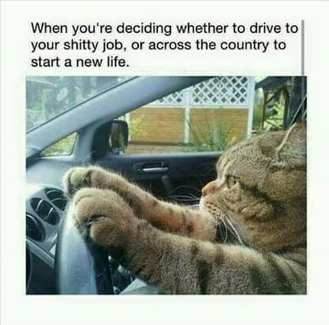 When you're deciding wehther to drive to your shitty job, or across the country to start a new life. - cat driving meme Humor Animal, The Meta Picture, Cat Humor, Here Kitty Kitty, E Card, 영감을 주는 캐릭터, I Love Cats, Kitty Kitty, Funny Animal Pictures