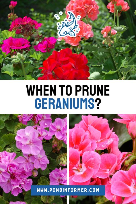 Pruning your geraniums at just the right moments can make all the difference! Learn when to trim your plants to promote robust growth and vibrant flowers, keeping your garden looking its best. A well-timed prune can transform your geraniums into garden showpieces.

#GeraniumsPruning #GardeningTips #Pruning #GardenMaintenance #Gardening #FlowerCareGuide #PlantCareGuide #OptimalPruning #Geraniums #GeraniumFlower #PruneGeraniums #Flower #PruningCare #Prune #PondInformer #FlowerCare #Flowers Pruning Geraniums, Cranesbill Geranium, Geranium Plant, Geranium Flower, Floating Plants, Perennial Shrubs, Garden Maintenance, Flower Care, Vibrant Flowers