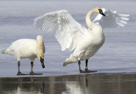 Swan Drawing, Swan Photography, Swan Pictures, Andean Condor, Trumpeter Swan, Back From The Brink, Mute Swan, White Birds, Mermaid Drawings