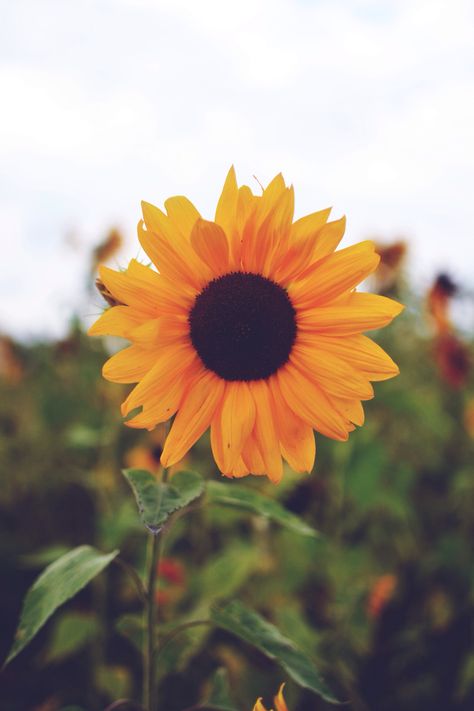 a single sunflower. Sunflower Wallpaper, Happy Flowers, Foto Art, Hello Summer, Flower Field, Flower Child, Love Flowers, Flower Wallpaper, Pretty Flowers