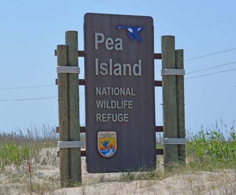 Pea Island National Wildlife Refuge Pea Island North Carolina, Outer Banks, Peas, Pennsylvania, Banks, North Carolina, Utah