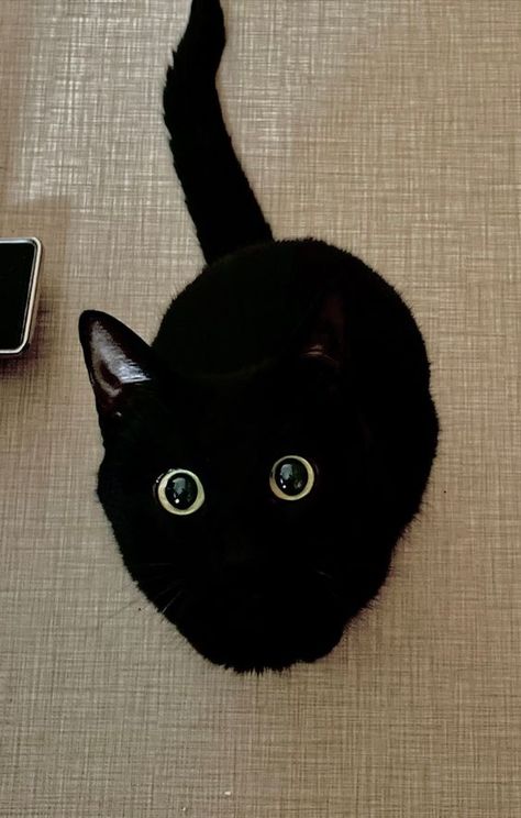 Cats With Different Eye Colors, Cool Cat Photos, Black Cat Dark Aesthetic, Cool Looking Cats, Black Cat Art Cute, Goofy Black Cat, Silly Black Cat, Blep Cats, Black Cat Pictures