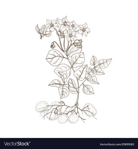 Potato Flower, Potato Plant, Contour Lines, Plant Vector, Outline Drawing, Outline Drawings, Flower Illustration, Transparent Png, Flower Tattoo